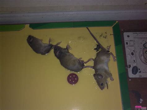櫃檯禁忌 家中有老鼠